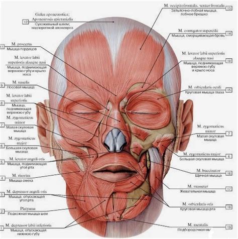 Anatomía de la Región Facial - Cara