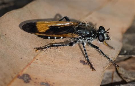 Cleaning up - dipteran style — Life in a Southern Forest