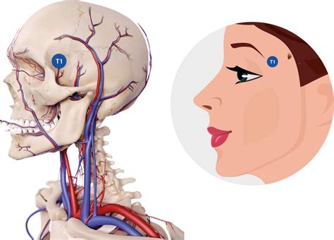 Periorbital Anatomy