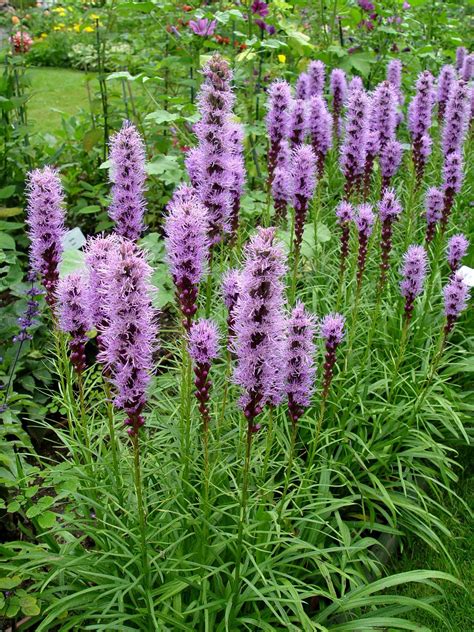 Pics Photos - Tall Perennial Flowers