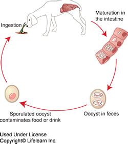 Coccidiosis in Dogs | VCA Animal Hospital