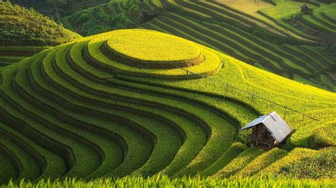 HD wallpaper: rice paddy, field, landscape | Wallpaper Flare