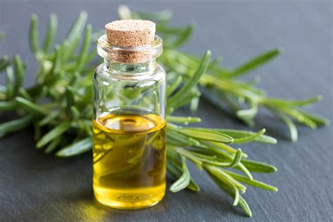 Olio essenziale di rosmarino: proprietà e utilizzi in fitoterapia e ...