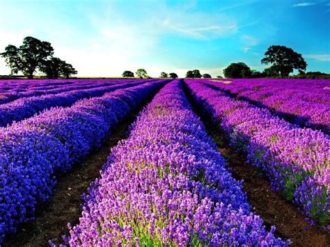 Lavender Morning HD desktop wallpaper : Widescreen : High Definition : Fullscreen