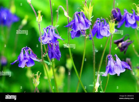 Bluebells in the garden Stock Photo - Alamy