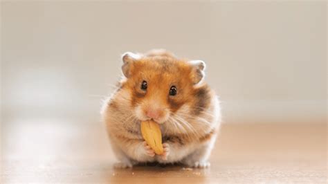 Why Hamsters Are Shaking – animalfoodplanet