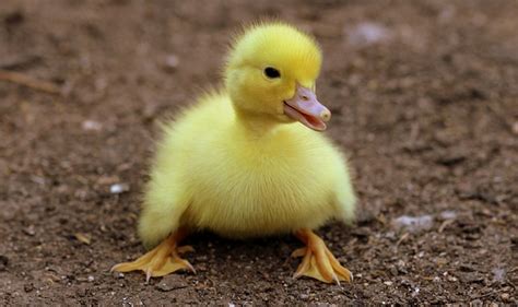 Duck Names: 250+ Ideas for Naming Your New Duckling