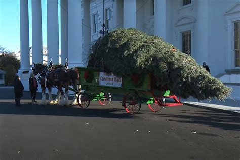 Jill Biden Receives the 2022 White House Christmas Tree, a Tall White Fir