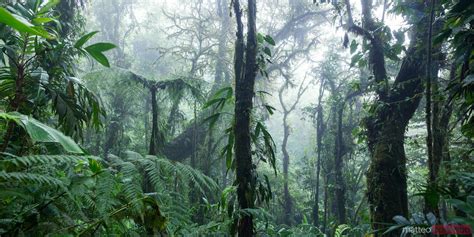 Matteo Colombo Travel Photography | Tropical forest panoramic, Monteverde cloud forest, Costa ...