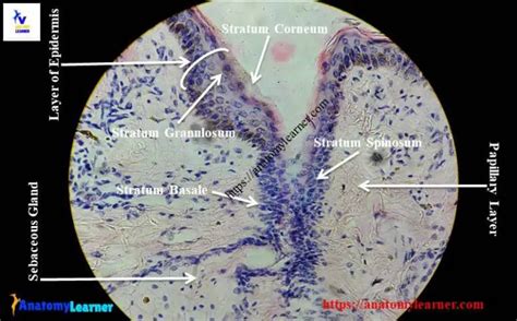 Skin Histology Slide Identification - Thick and Thin Skin Microscope ...