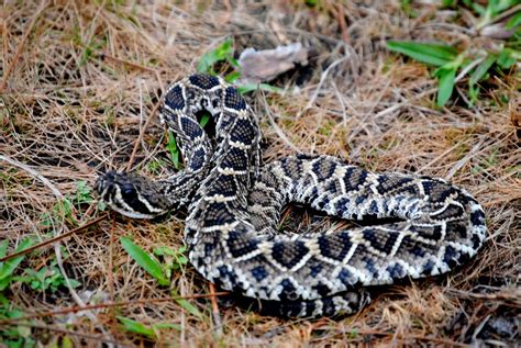 Eastern Diamondback Rattlesnake