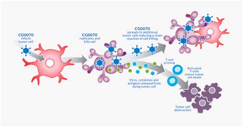 Oncolytic Virus Mechanism Of Action , Free Transparent Clipart - ClipartKey