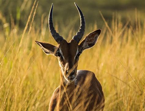 9 Astounding Antelope Facts About These Fleet-Footed Animals