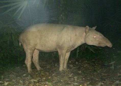 Albino tapir - Ambergris Caye Belize Message Board