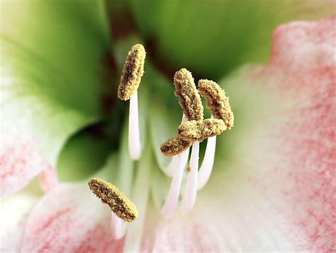 Stamen - Wikipedia