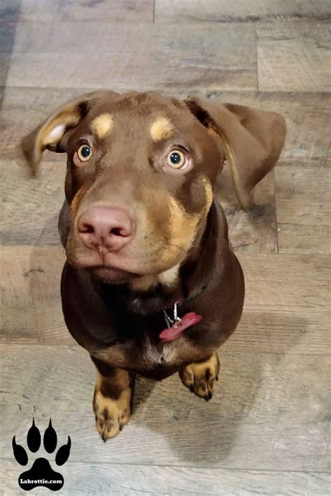 Chocolate Lab Doberman Mix Puppies - Black Labrador Doberman Mixed ...