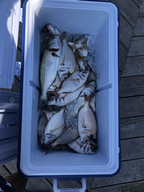 42 porgy and two blues. Long Island sound. : r/Fishing