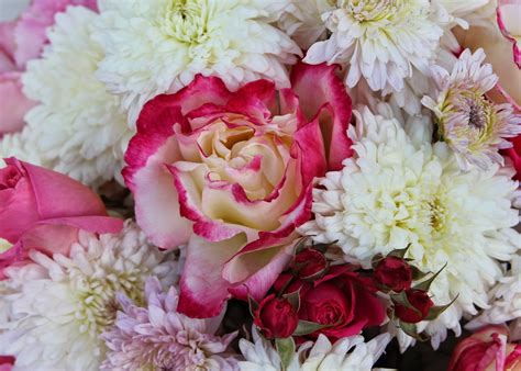 ROSES AND MUMS - The last of the hybrid roses in a fall arrangement ...