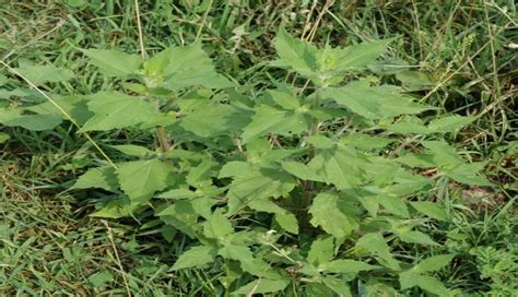 Marshelder or sumpweed (Iva annua) | Weed Science