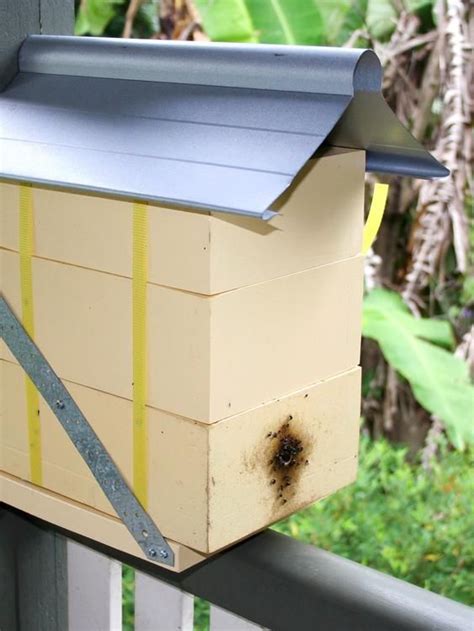 Hive Stocked With Bees in 2021 | Bee hives diy, Bee hive plans ...