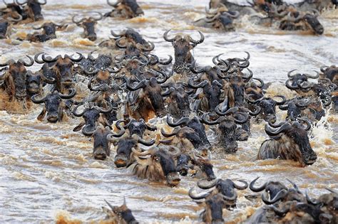 Blue wildebeest migration - Stock Image - C018/9207 - Science Photo Library