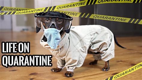 Funny Images About Quarantine - 24 coronavirus memes to enjoy in quarantine. - Kremi Png