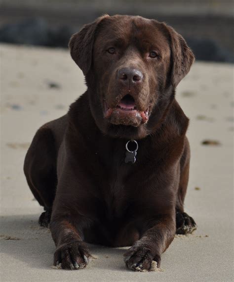 Chocolate Labs Labrador Retriever | Labrador, Labrador retriever dog, Labrador retriever