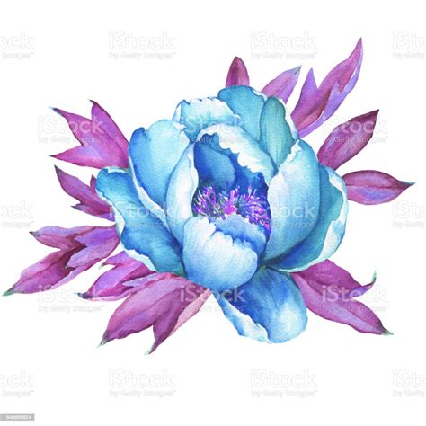 The Branch Flowering Blue Peony Isolated On White Background Watercolor ...