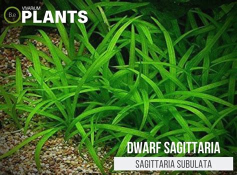 Dwarf Sagittaria Subulata Care Guide | Aquarium Plant