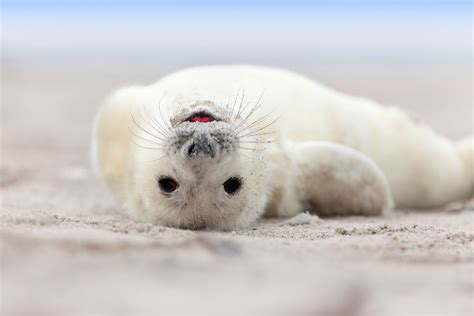 Smiling white pup | Baby seal, Baby animals, Cute seals