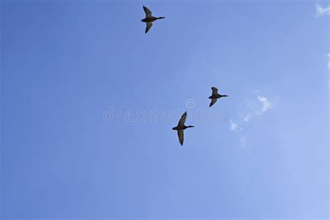 Wild Ducks Fly Against a Background of Blue Sky and White Clouds Stock Image - Image of brown ...