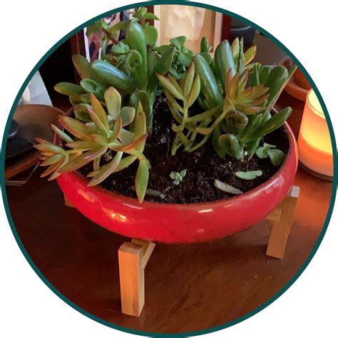 Artketty Home & Garden flowers Succulents planters pots artificial – artketty