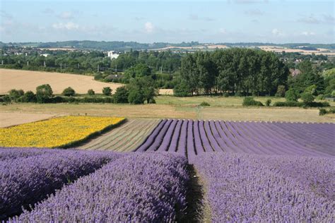 HitchinLavender: Hitchin Lavender Sunflowers and Lavender in full bloom ...