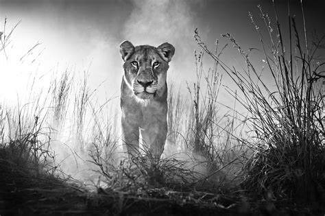 Wildlife photographer David Yarrow | WKRC