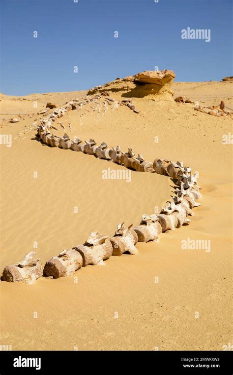 Intact prehistoric Basilosaurus whale skeleton fossil of Wadi Al-Hitan (Whale Valley), in the ...