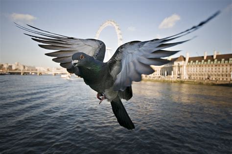 How a flock of pigeons fitted with sensors are helping to beat pollution in London | London ...
