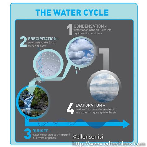 Rainforest Water Cycle - EdTechlens