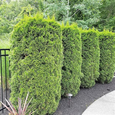 Arborvitae Hedge