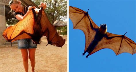 All About The Giant Golden-crowned Flying Fox, The World's Largest Bat