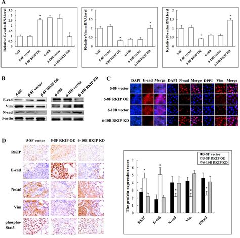 Oncotarget | Reduction of RKIP expression promotes nasopharyngeal carcinoma invasion and ...