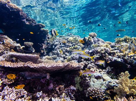 Coastal Light Pollution Tricks Coral Reefs, Affecting Reproductive Success