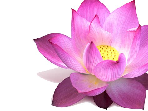 Lotus PNG Image - PNG All | PNG All