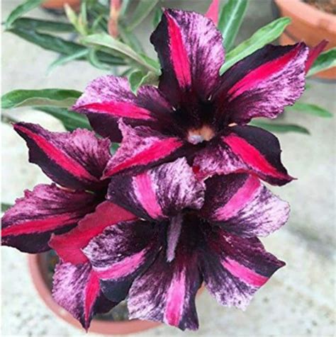 4 Pink Purple Desert Rose Seeds Red Mis Black Desert Rose | Etsy