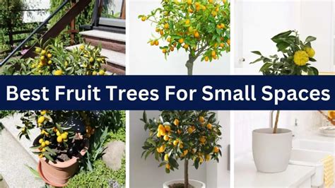 Best Fruit Trees For Small Spaces – Slick Garden