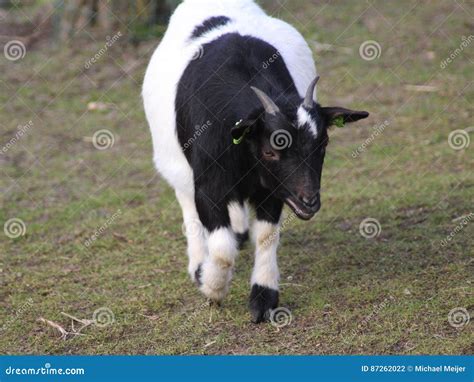 Pygmy goat stock photo. Image of billies, cute, herd - 87262022