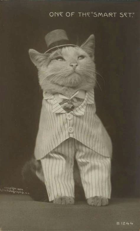 Even in the 1870s people were obsessed with cats. Photograph by Harry ...