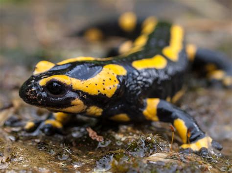 File:Fire Salamander.jpg - Wikimedia Commons