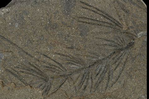 2.1" Fossil Pennsylvanian Horsetail (Asterophyllites) - France (#114608 ...