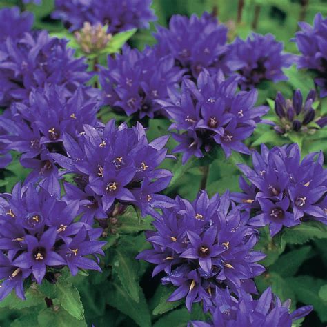 Pack Bellflowers (Campanula) Perennial Plant Perennials at Lowes.com