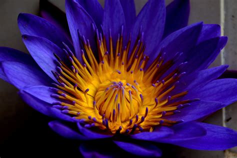 blue lotus, star lotus, water lily star Wallpaper, HD Flowers 4K ...